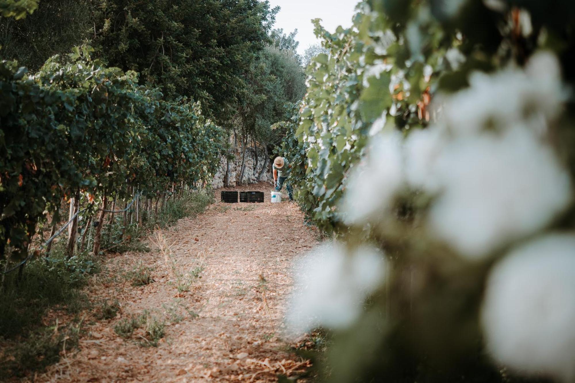 Finca Es Cabas Santa Maria del Cami  Dış mekan fotoğraf