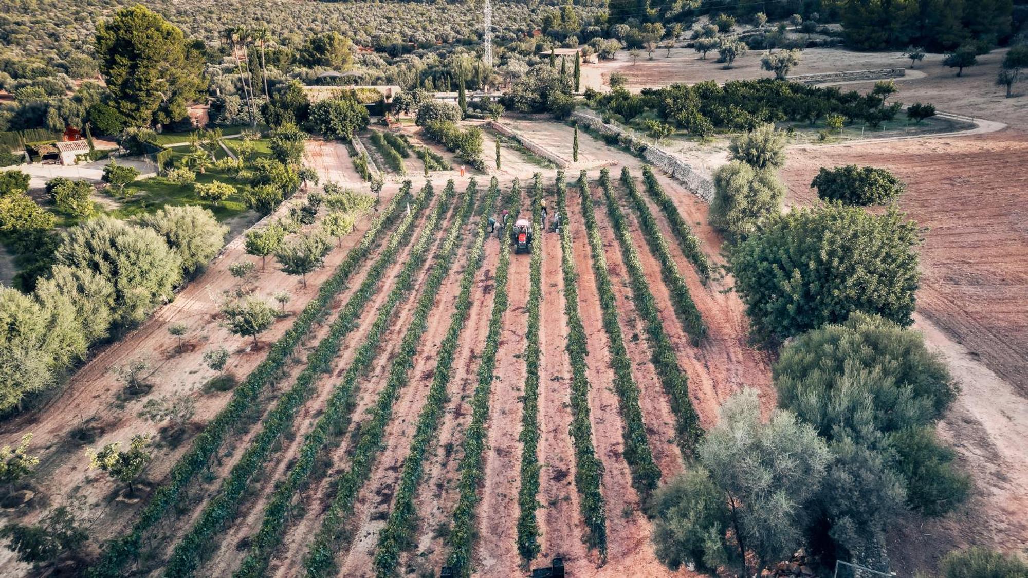 Finca Es Cabas Santa Maria del Cami  Dış mekan fotoğraf